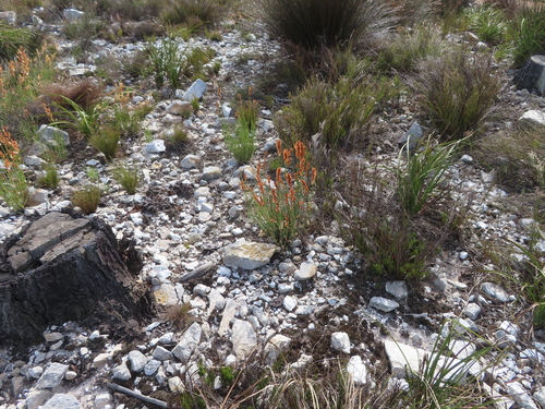 Image of Elegia persistens by (c) linkie, some rights reserved (CC BY)