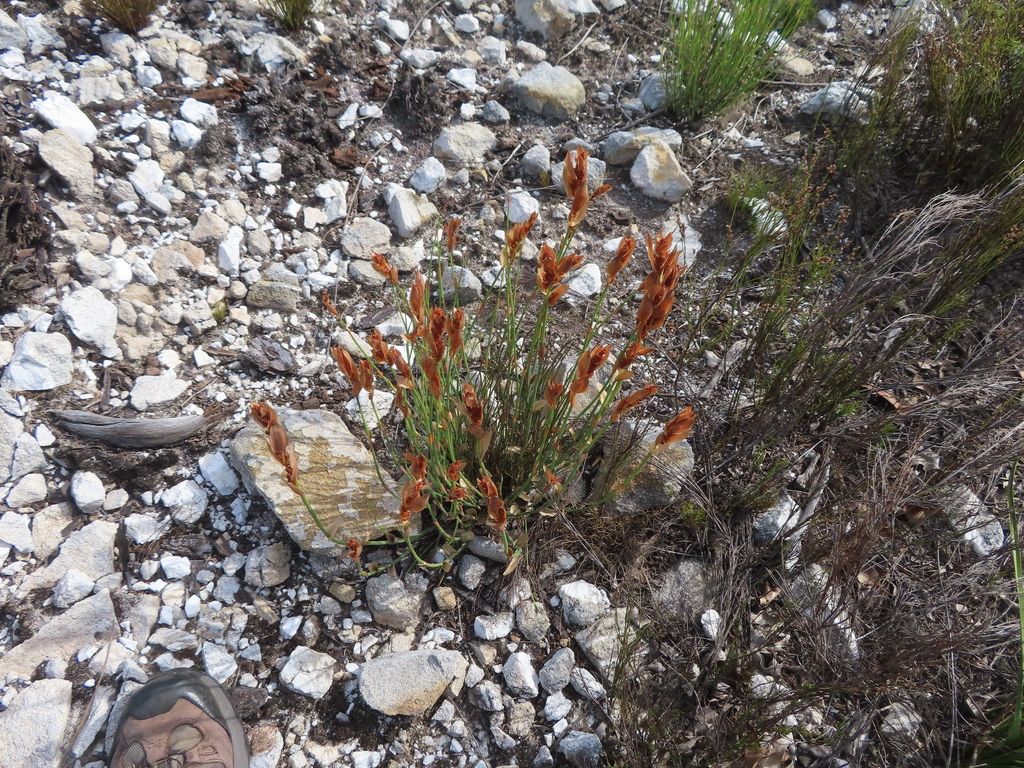 Elegia persistens; photograph (c) linkie, some rights reserved (CC BY)