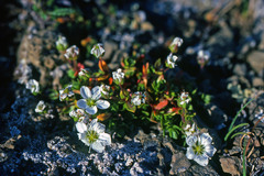 Arenaria pseudofrigida
