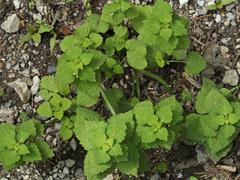 Lamium purpureum purpureum
