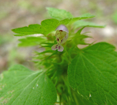 Lamium purpureum purpureum