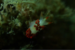 Flabellina