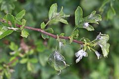 Podosphaera clandestina