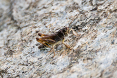 Gomphocerus sibiricus sibiricus