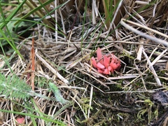 Clavaria rosea