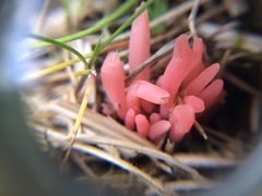 Clavaria rosea