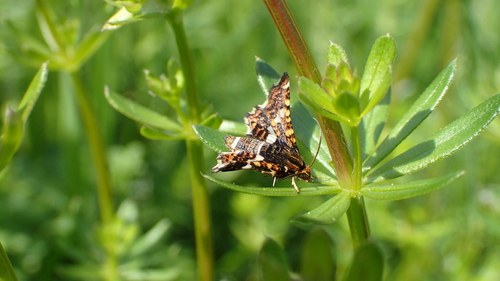 Thyris fenestrella