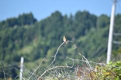 Haemorhous purpureus