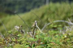 Haemorhous purpureus