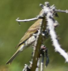 Haemorhous purpureus