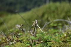 Haemorhous purpureus