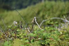 Haemorhous purpureus