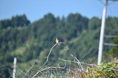 Haemorhous purpureus