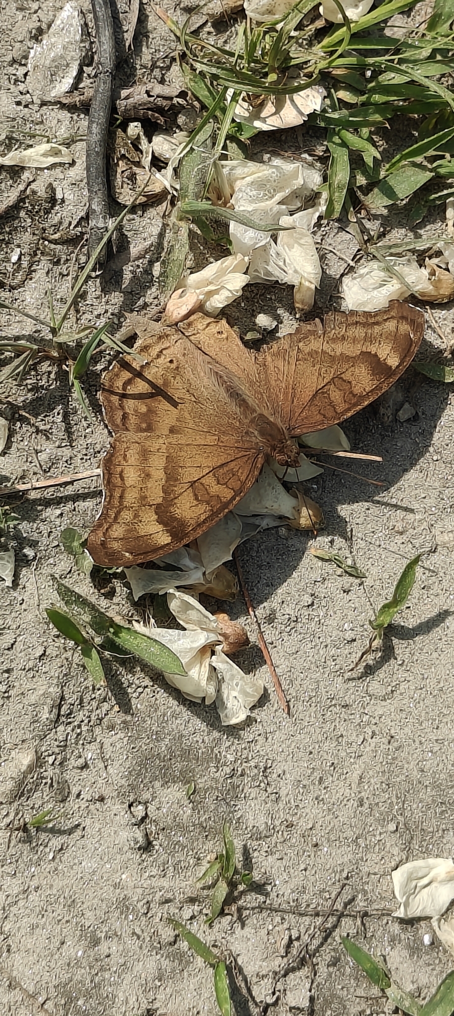 Chocolate Pansy