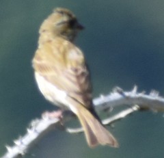 Haemorhous purpureus