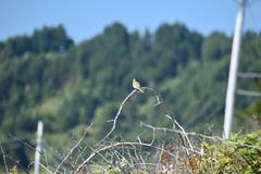 Haemorhous purpureus