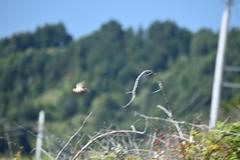 Haemorhous purpureus