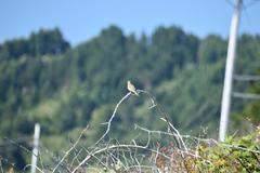 Haemorhous purpureus