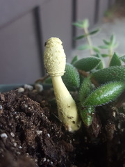 Leucocoprinus birnbaumii image