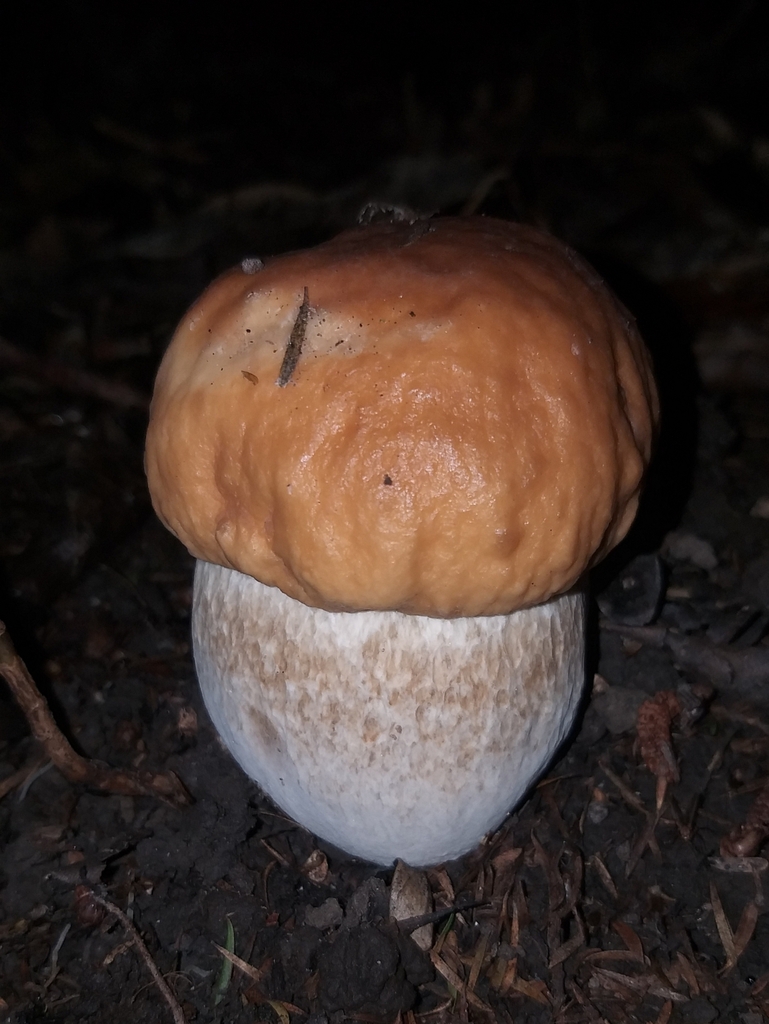 Boletus edulis · April 2025 · photo: © robcruickshank (iNaturalist, cc0)
