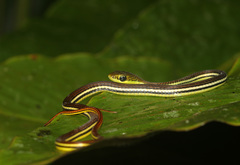 Dendrelaphis caudolineatus