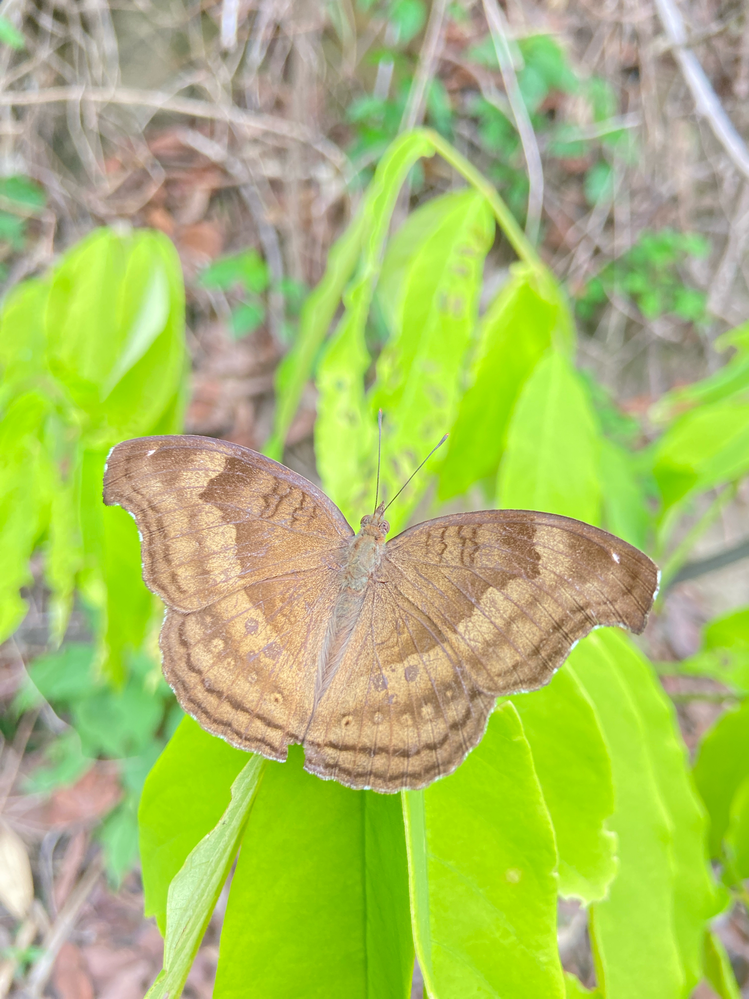 Chocolate Pansy