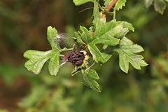 Dasineura crataegi
