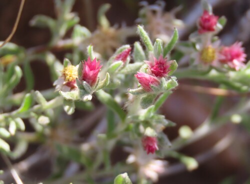 Wolbos Everlasting (Helichrysum pumilio)