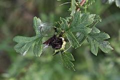 Dasineura crataegi