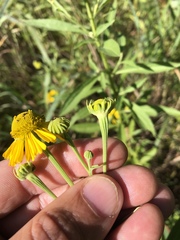 Helenium autumnale