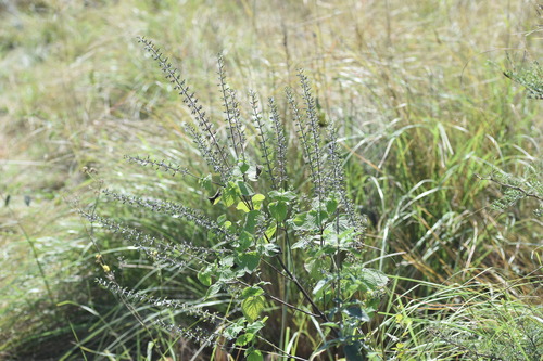 Image of Salvia tiliifolia by (c) Justin Ponder, some rights reserved (CC BY)