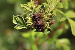 Dasineura crataegi