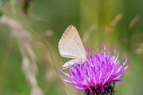 Rudasis pievasprindis nuotrauka