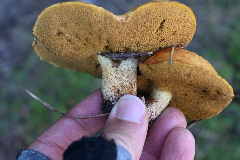 Suillus granulatus · April 2025 · photo: © jon_sullivan (iNaturalist, cc-by)