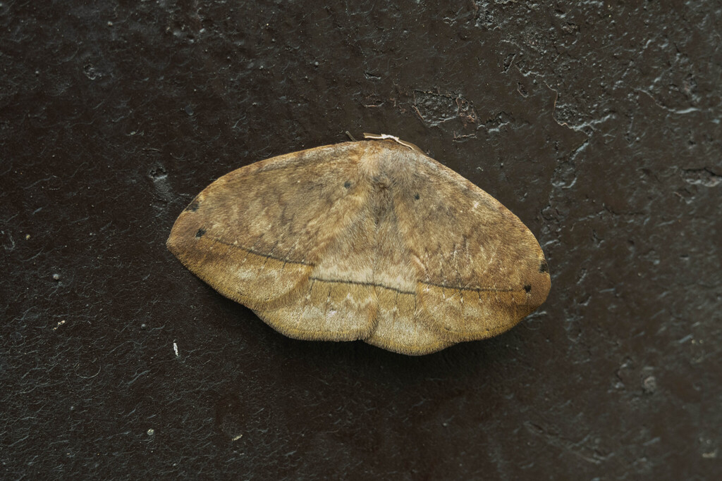 Parajana