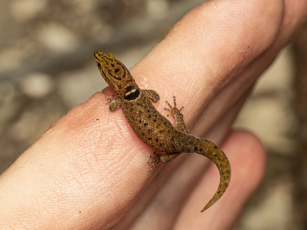 Anguilla Bank Dwarf Gecko
