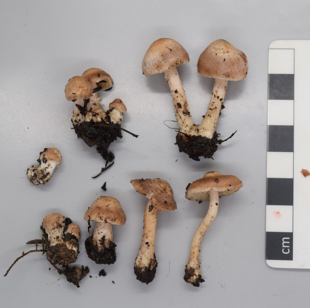 Inocybe sindonia · April 2025 · photo: © davidwhyte (iNaturalist, cc-by-sa)