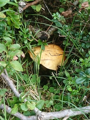 Suillus plorans
