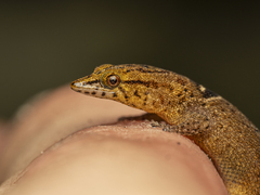 Anguilla Bank Dwarf Gecko photo 2