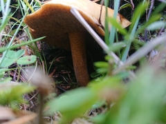 Suillus plorans