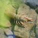 Spiny Stream Crayfish - Photo (c) Joanna and Patrick Roye, some rights reserved (CC BY-NC), uploaded by Joanna and Patrick Roye