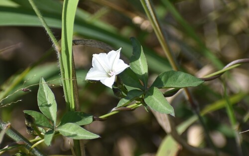 Ipomoea hochstetteri observed 2025-04-26