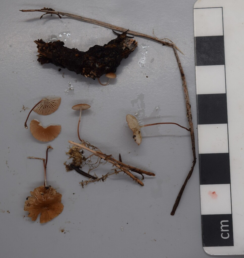 Marasmius croceus · April 2025 · photo: © davidwhyte (iNaturalist, cc-by-sa)