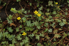 Gmelin's Buttercup (Ranunculus gmelinii)