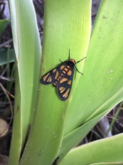 Amata annulata