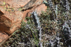 Euphorbia schinzii, photograph (c) Justin Ponder, some rights reserved (CC BY)