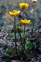 Ranunculus sulphureus