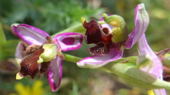 Ophrys apifera almaracensis