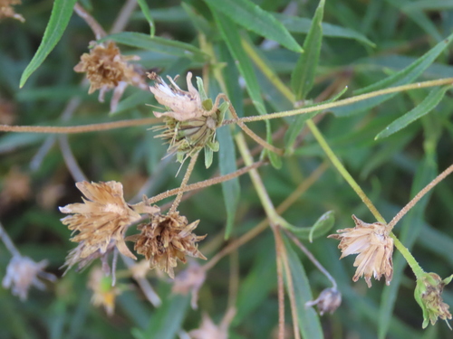 Image of Aspilia Eenii (Aspilia eenii) by no rights reserved