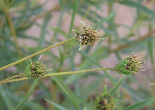 Image of Aspilia Eenii (Aspilia eenii) by no rights reserved